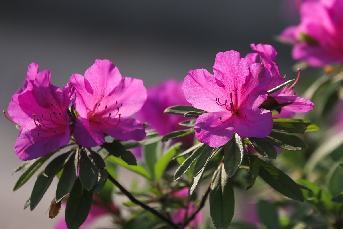 杜鹃花开映山红