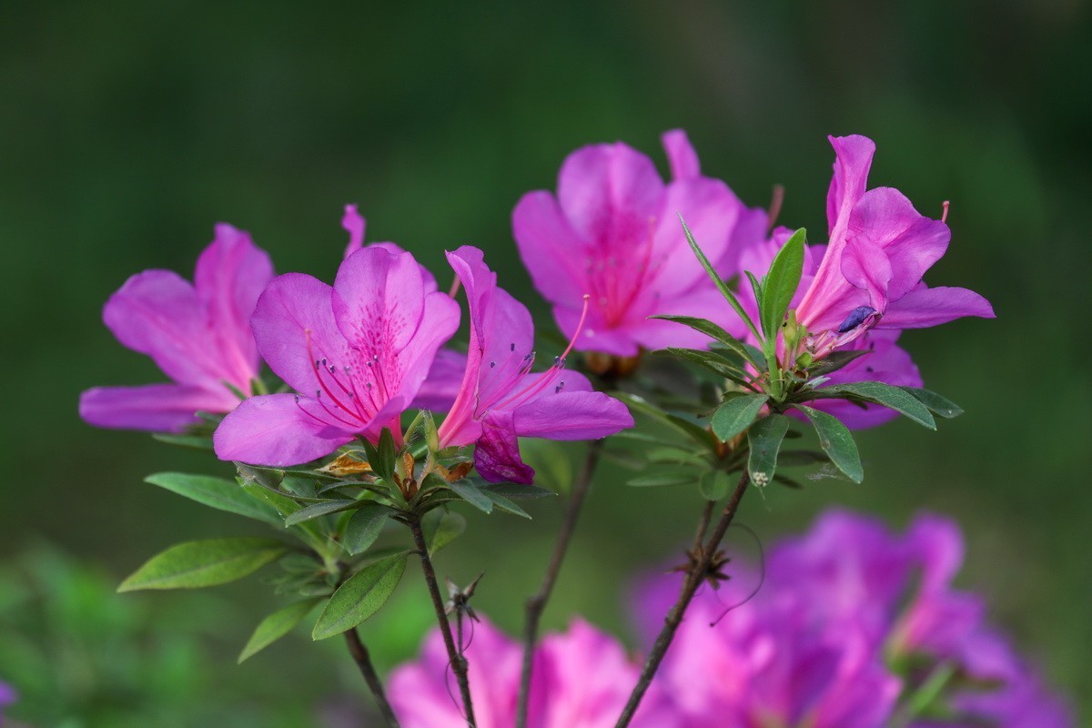 杜鹃花开映山红
