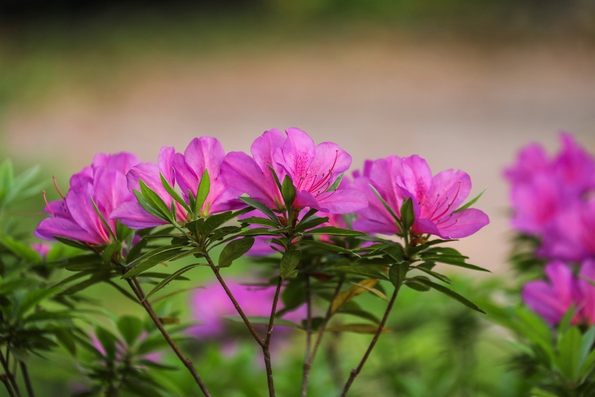 杜鹃花开映山红