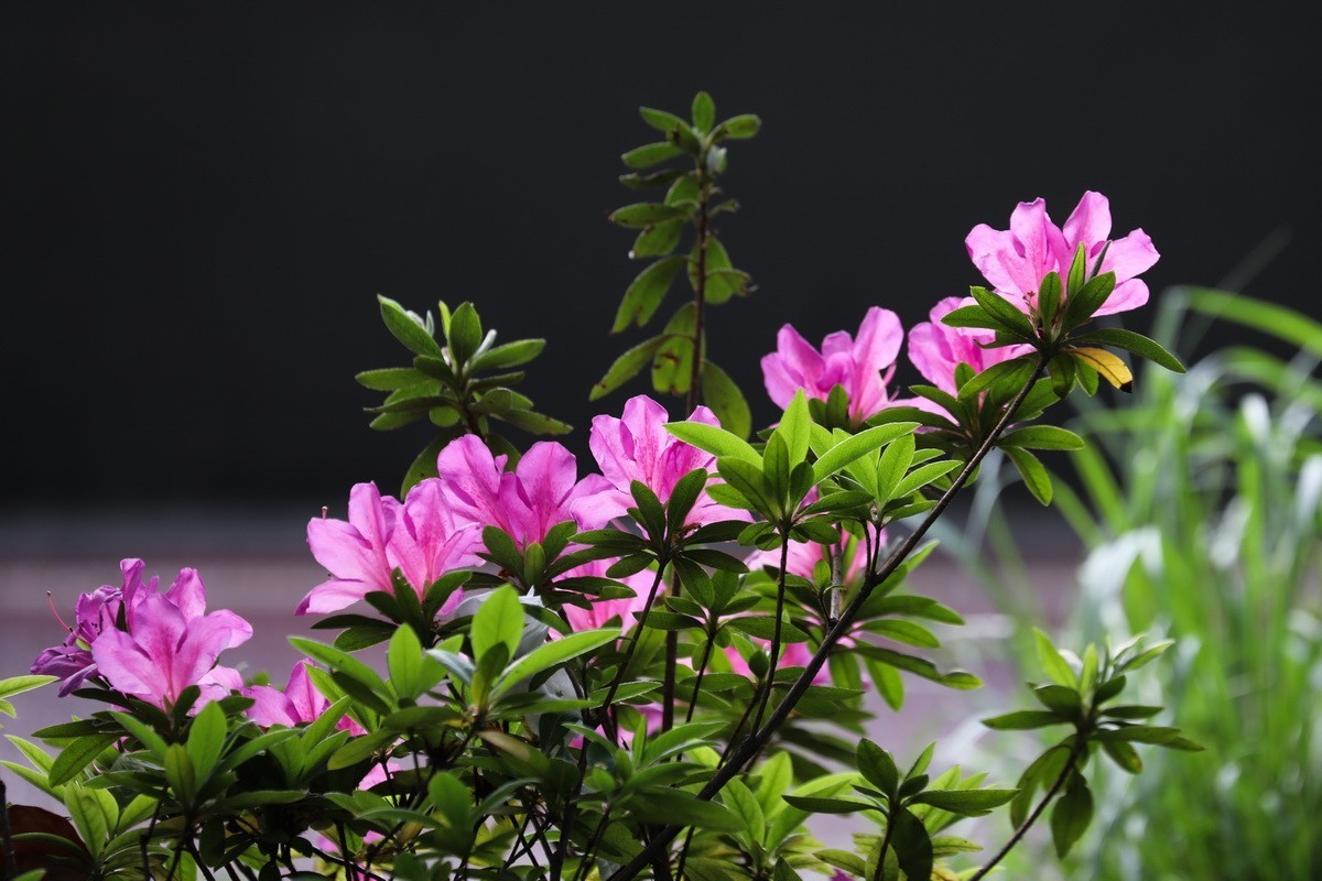 杜鹃花开映山红
