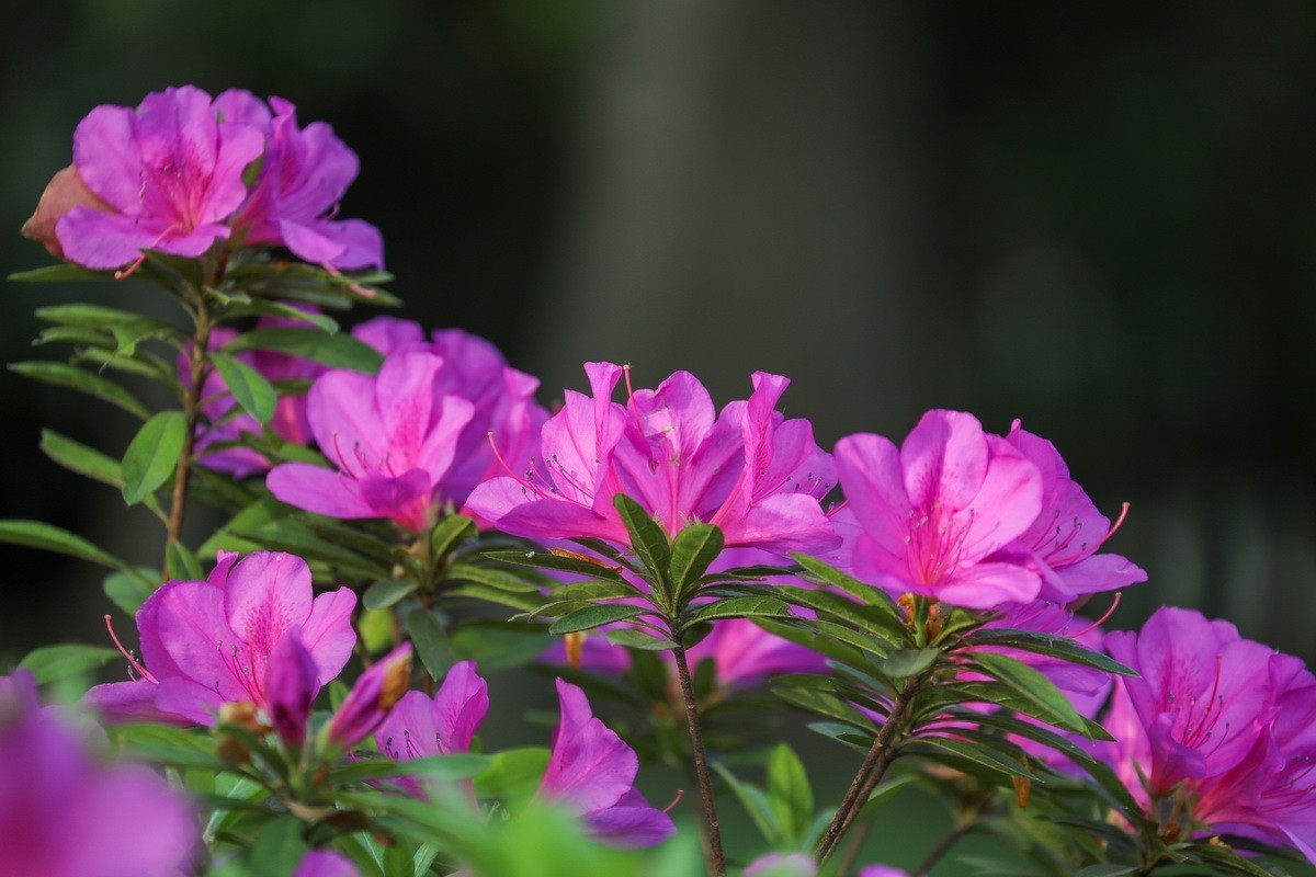 杜鹃花开映山红