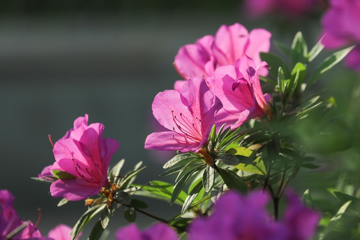杜鹃花开映山红