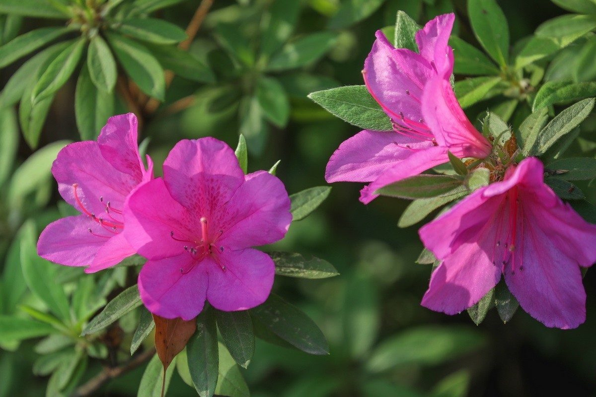 杜鹃花开映山红