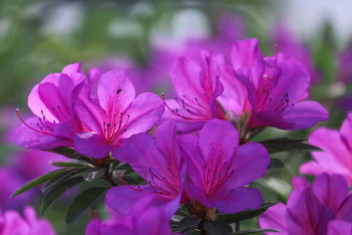 杜鹃花开映山红
