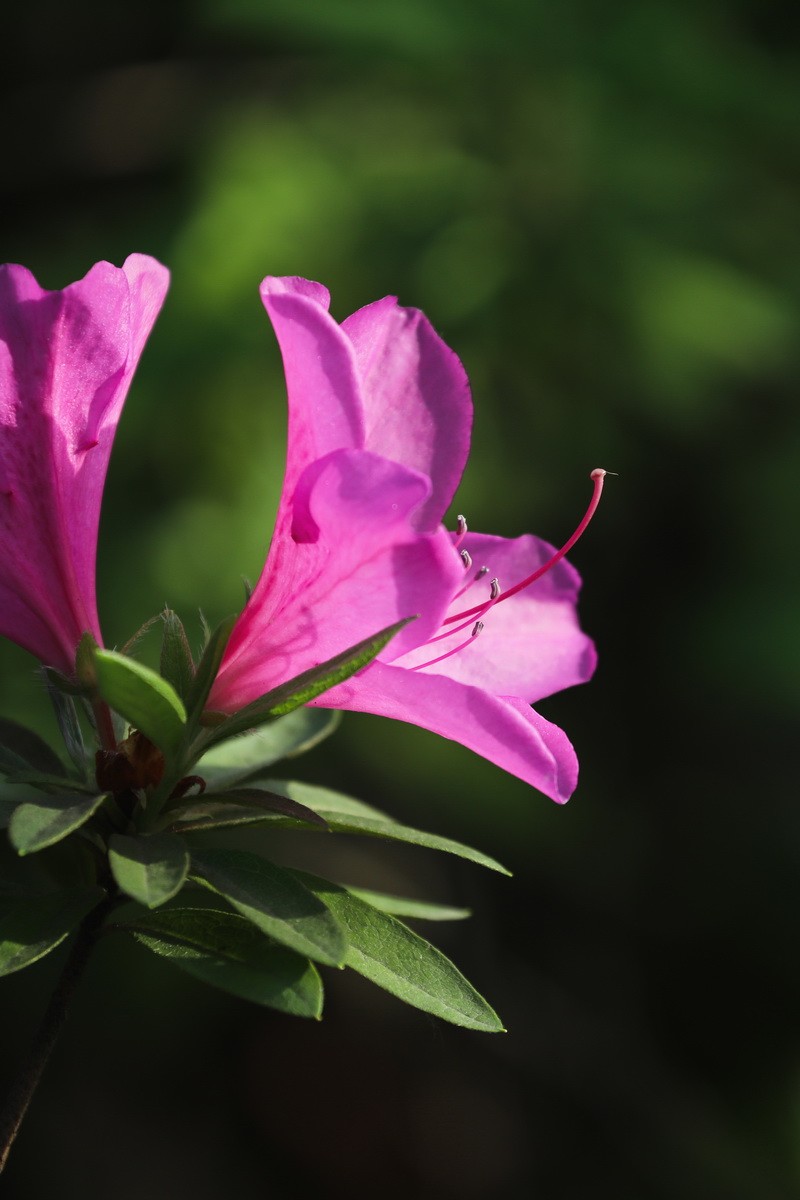杜鹃花开映山红
