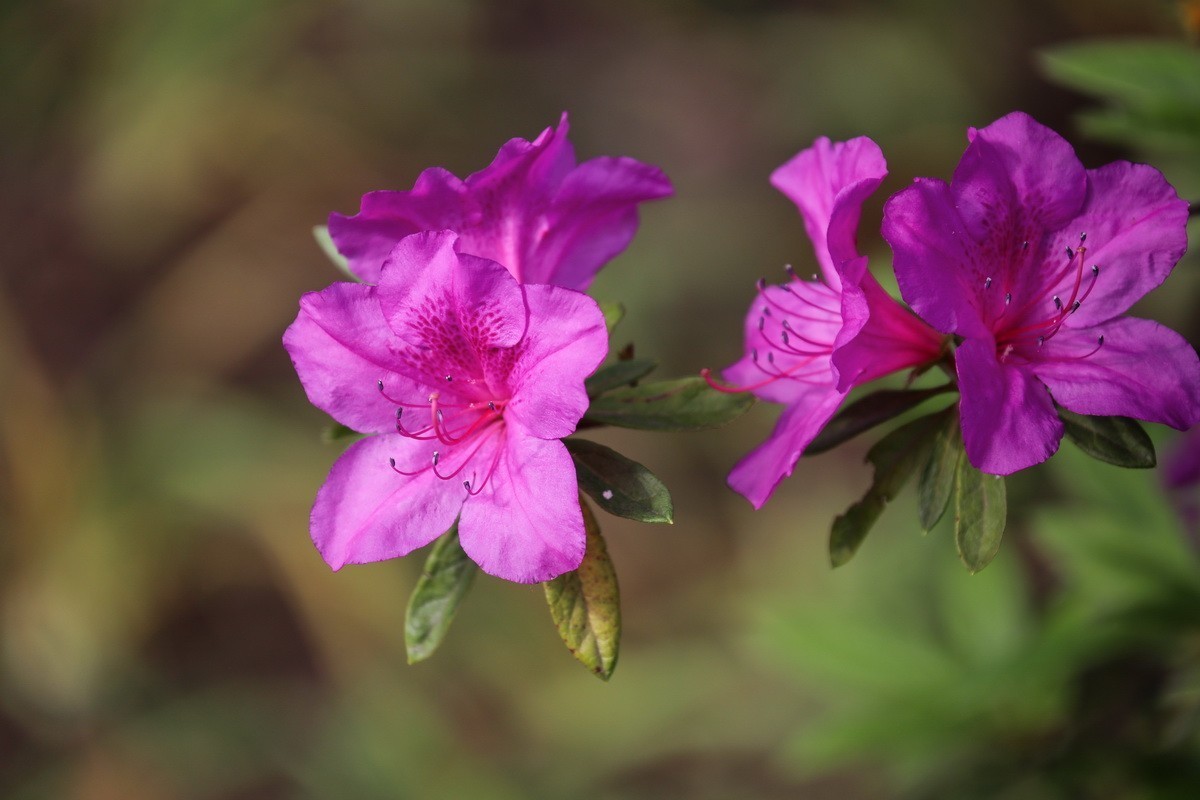 杜鹃花开映山红
