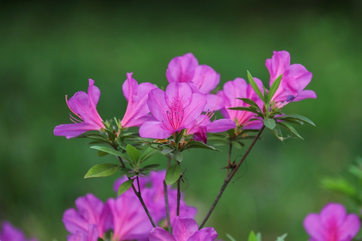 杜鹃花开映山红