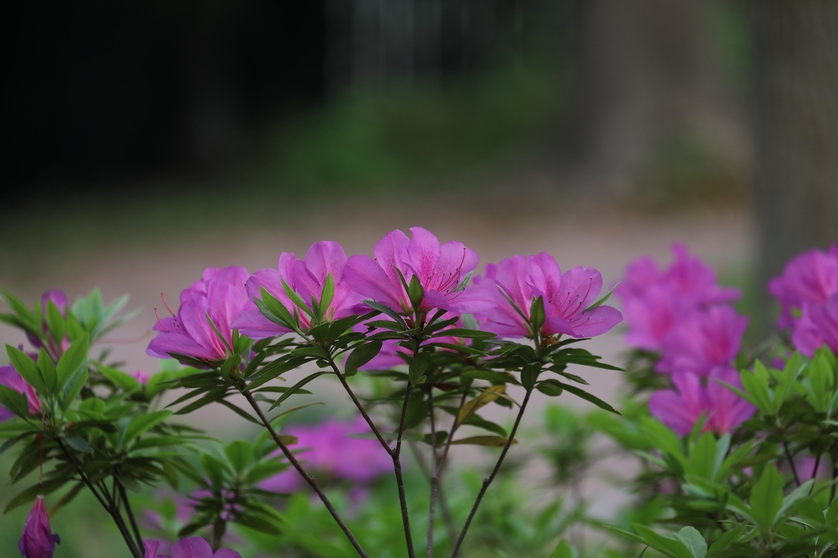 杜鹃花开映山红