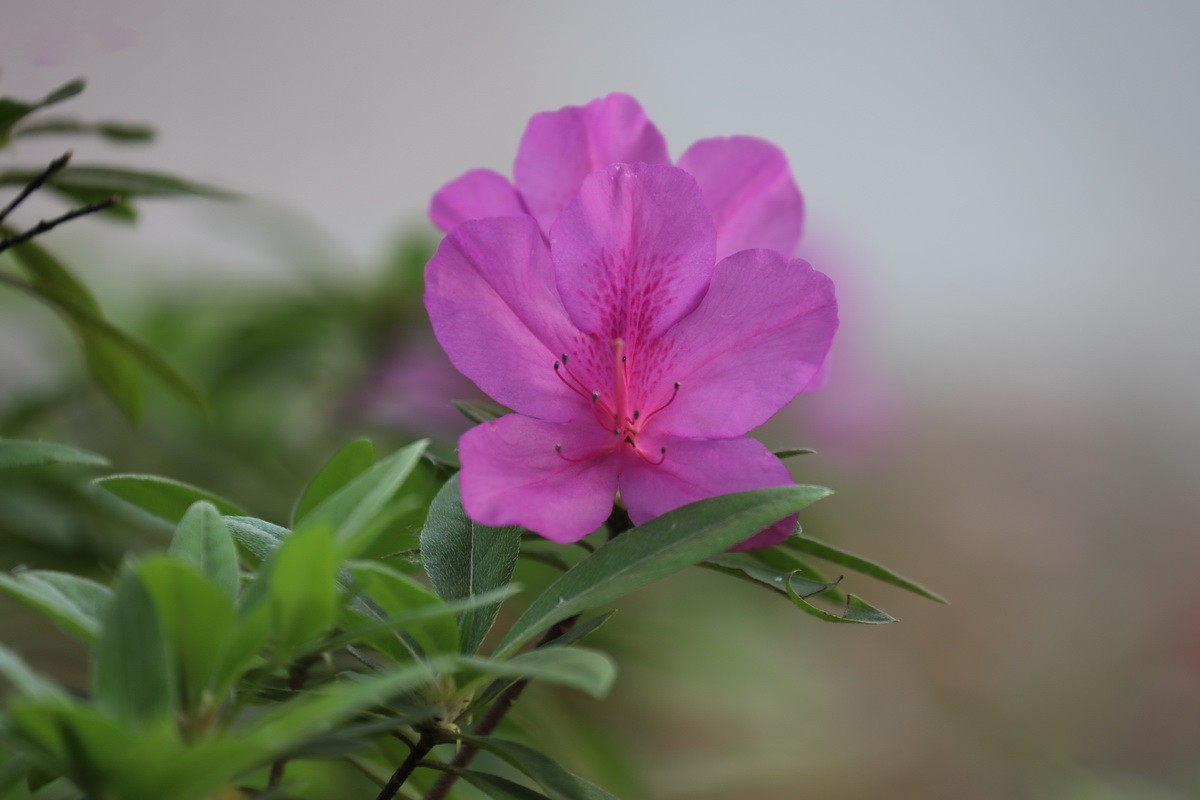 杜鹃花开映山红