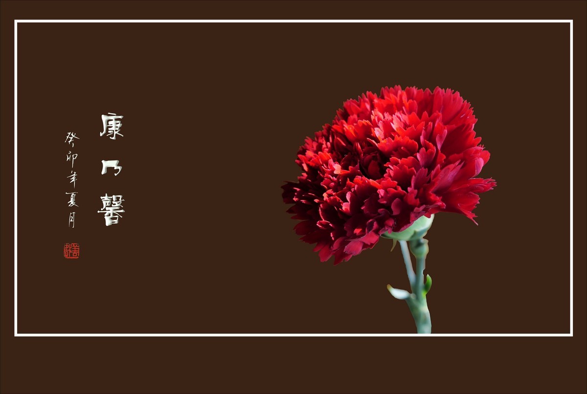 献给母亲的康乃馨花