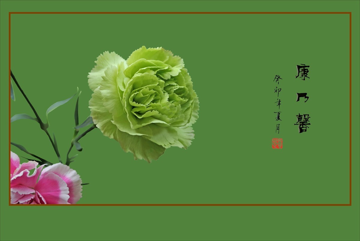 献给母亲的康乃馨花