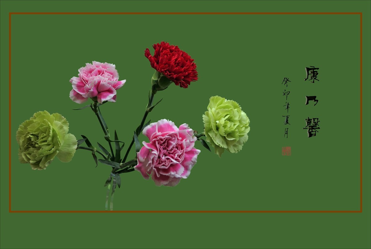 献给母亲的康乃馨花