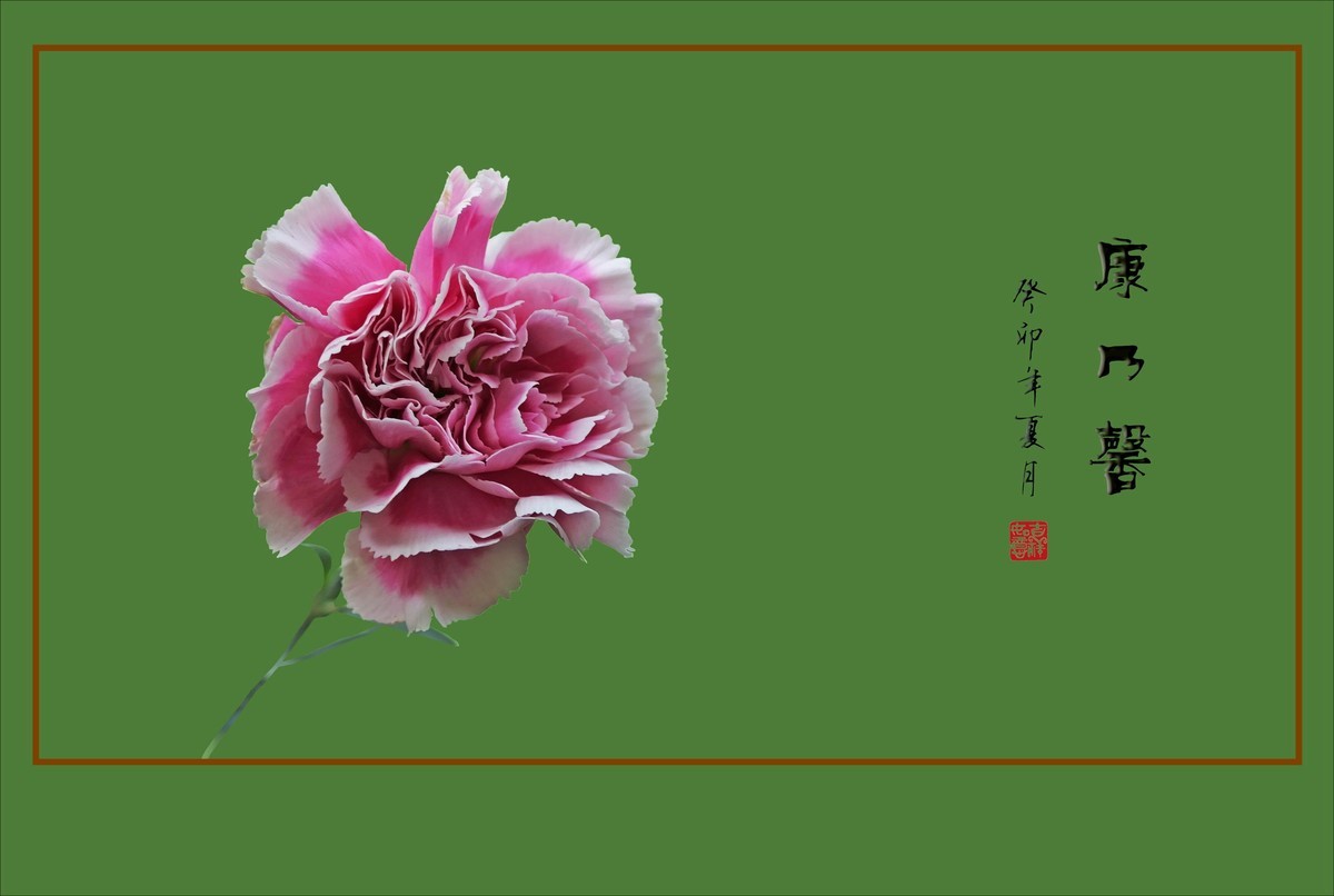 献给母亲的康乃馨花