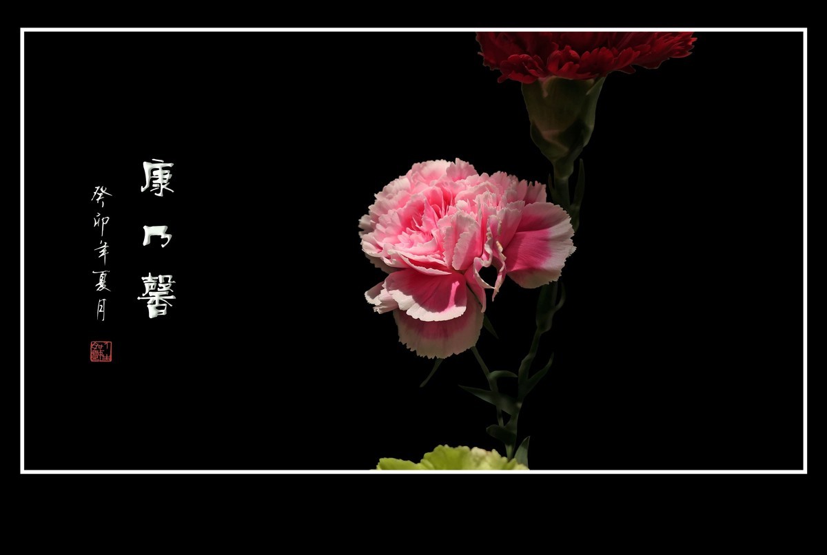 献给母亲的康乃馨花