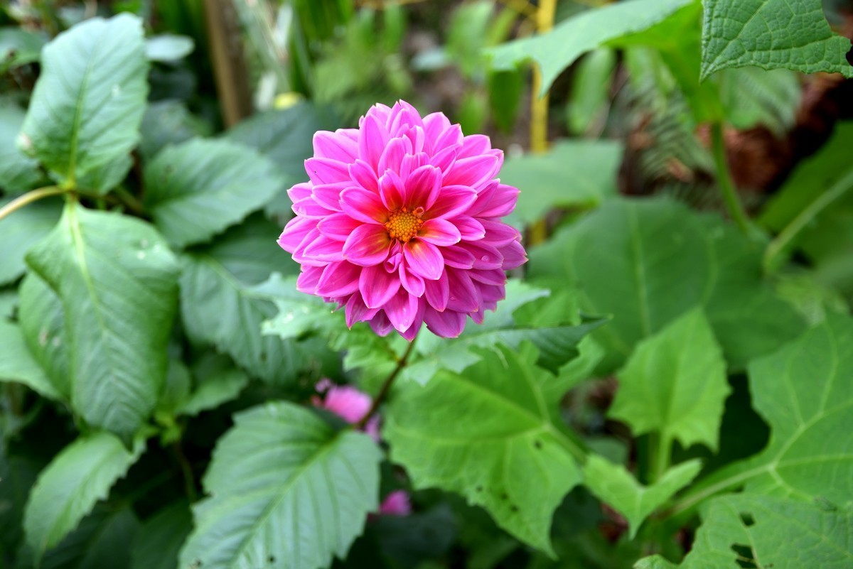 新西兰哈密尔顿花园      2/4