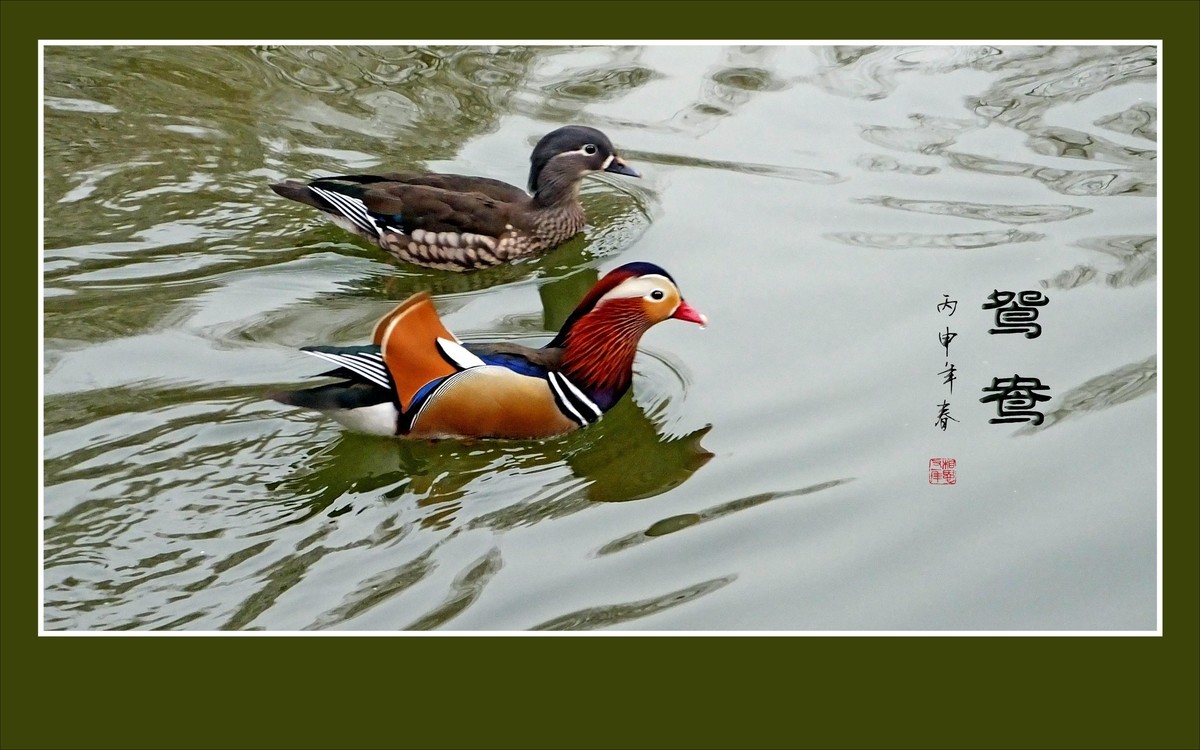 美丽的爱情鸟-鸳鸯