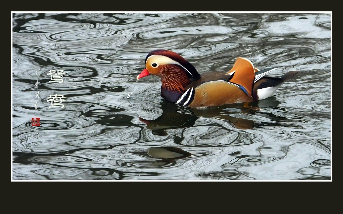 美丽的爱情鸟-鸳鸯