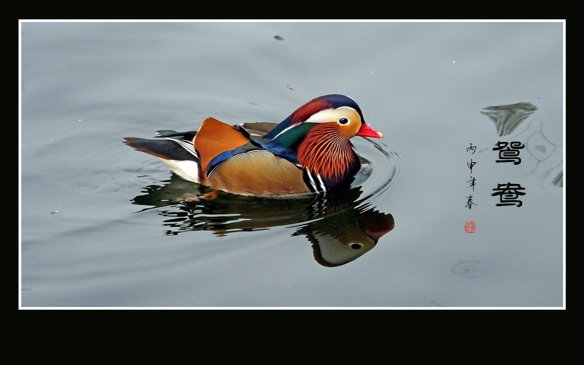 美丽的爱情鸟-鸳鸯