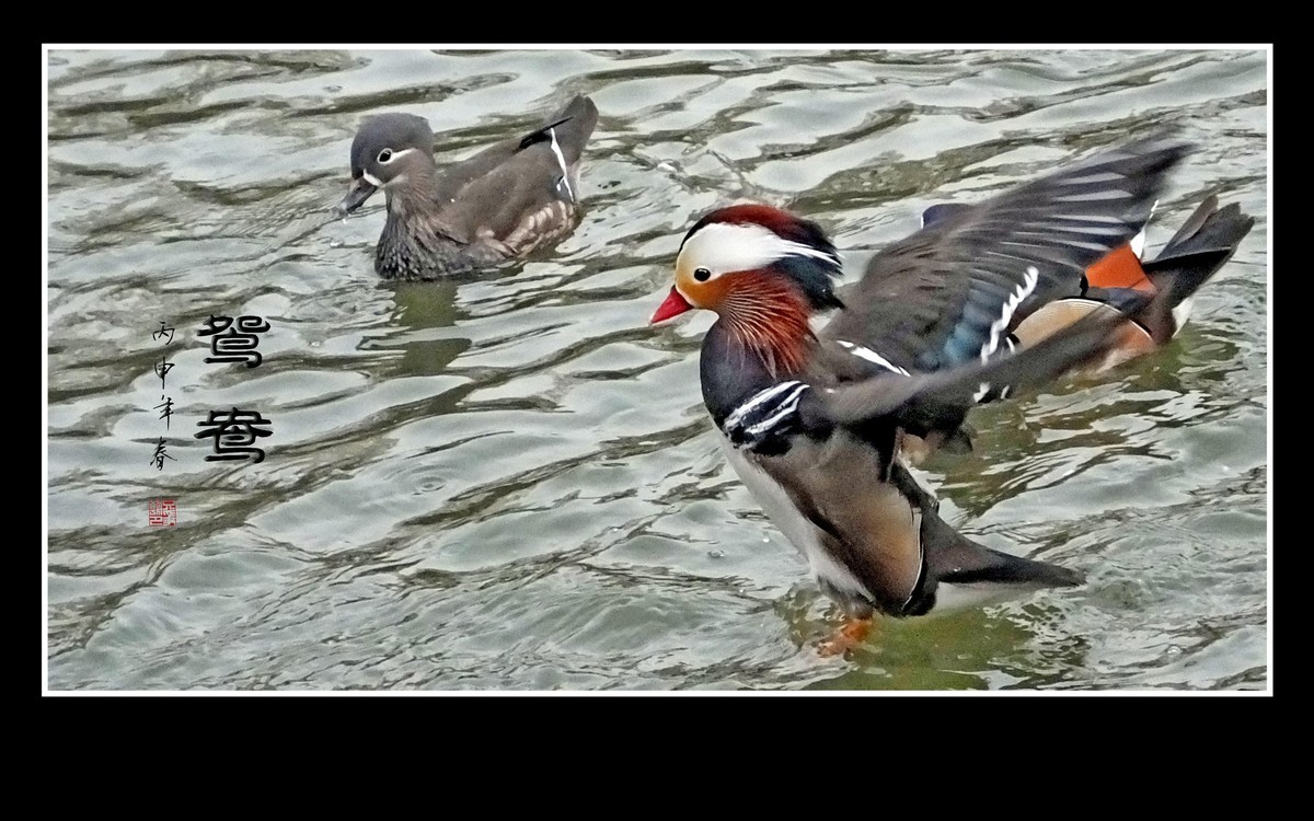 美丽的爱情鸟-鸳鸯