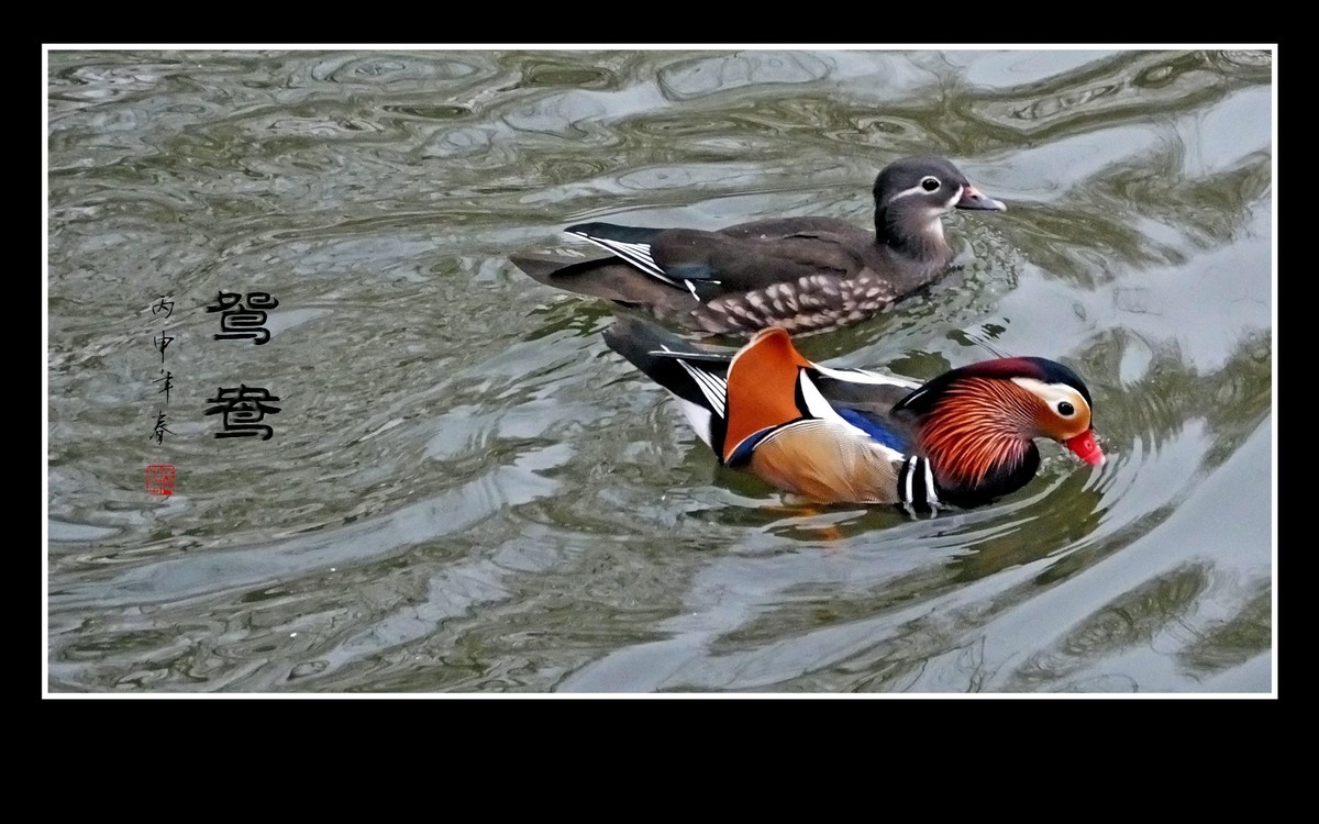 美丽的爱情鸟-鸳鸯