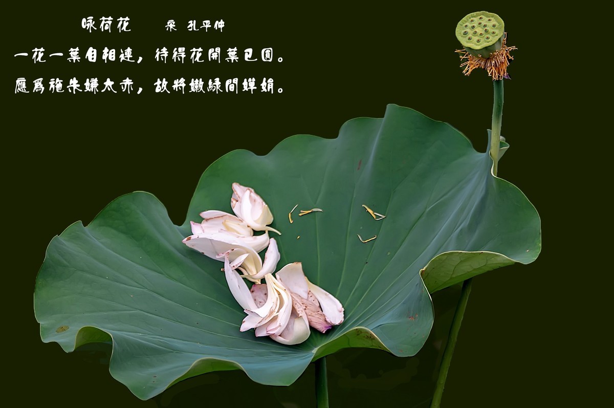 （又是一年荷花开）《咏荷花》  （宋   孔平仲）