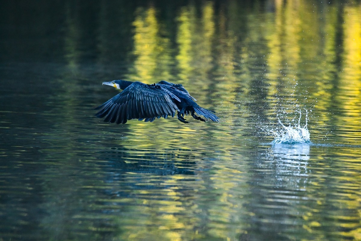 鸬鹚（时隔一年又回大明湖）