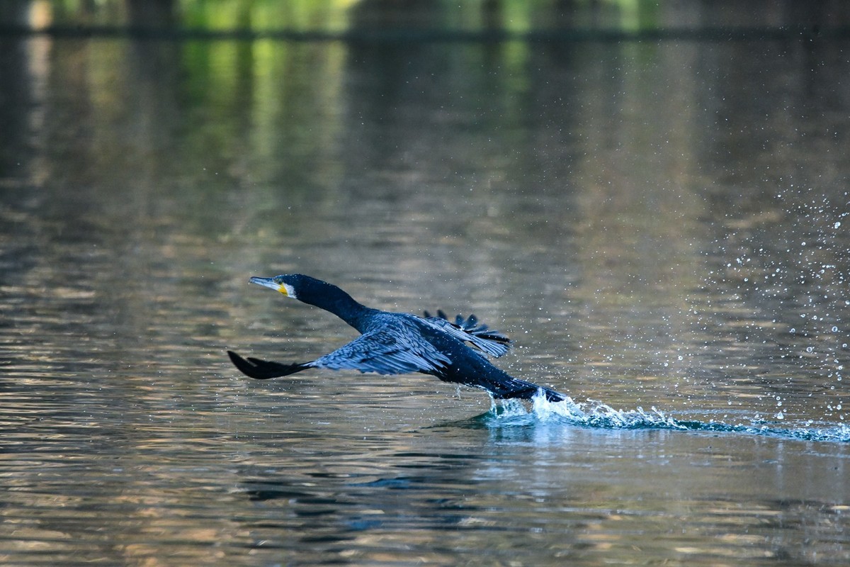 鸬鹚（时隔一年又回大明湖）