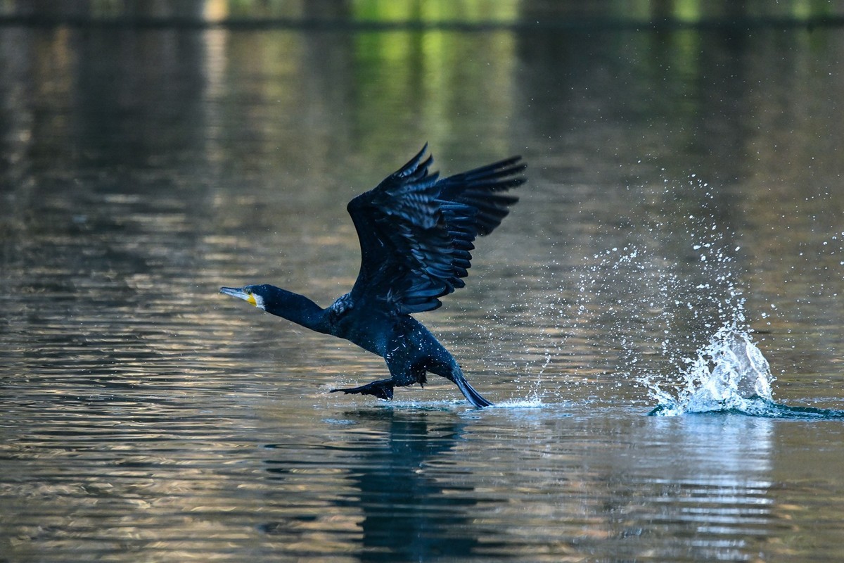 鸬鹚（时隔一年又回大明湖）
