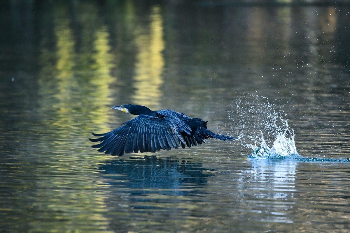 鸬鹚（时隔一年又回大明湖）