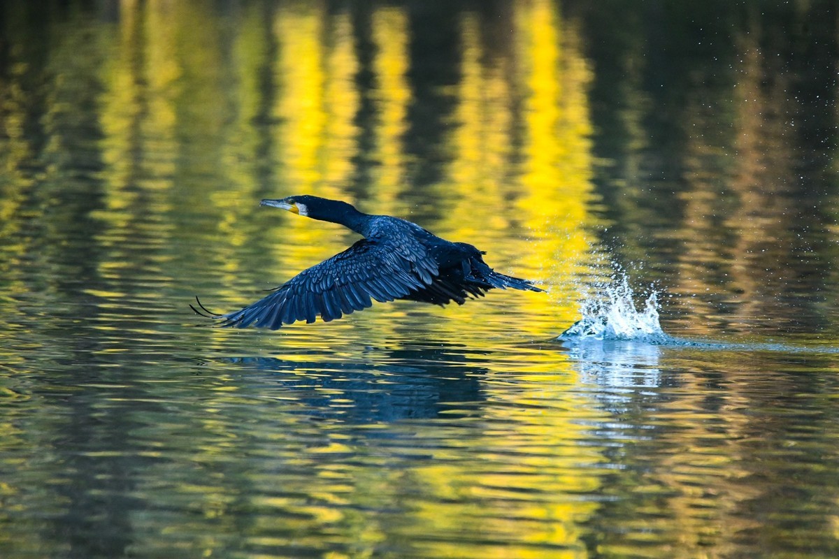 鸬鹚（时隔一年又回大明湖）