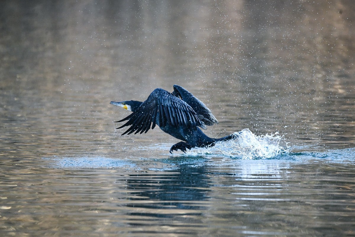 鸬鹚（时隔一年又回大明湖）