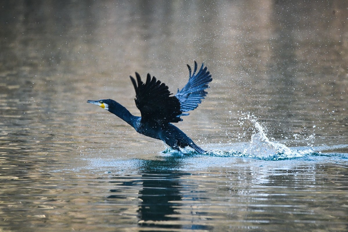 鸬鹚（时隔一年又回大明湖）