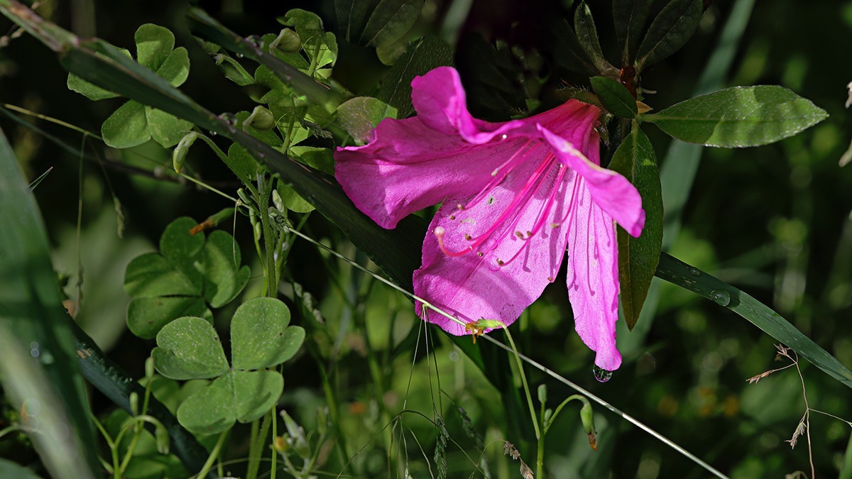 雨后杜鹃