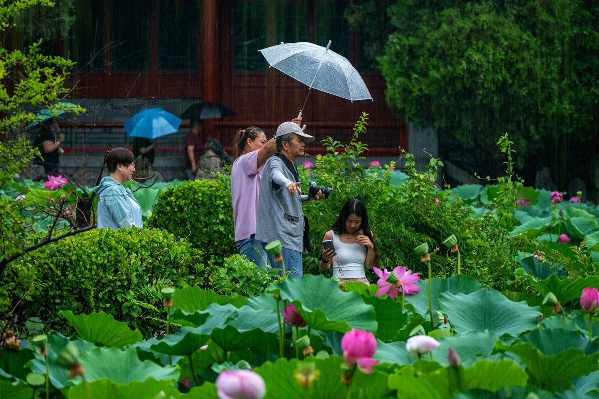 荷花飘香系列图片(6)雨中赏荷(上)
