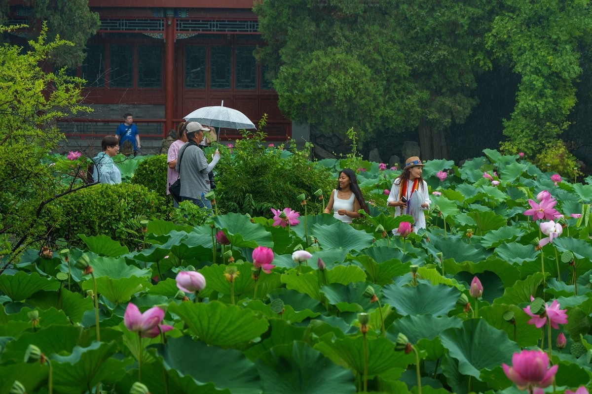 荷花飘香系列图片(6)雨中赏荷(上)