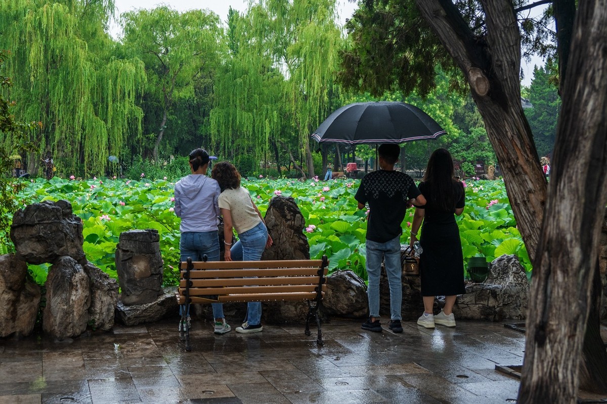 荷花飘香系列图片(6)雨中赏荷(上)