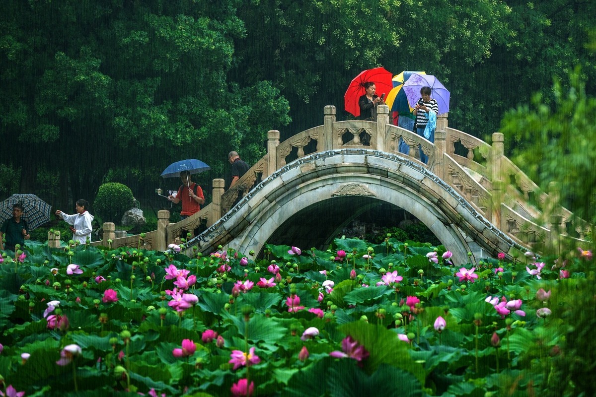 荷花飘香系列图片(6)雨中赏荷(上)