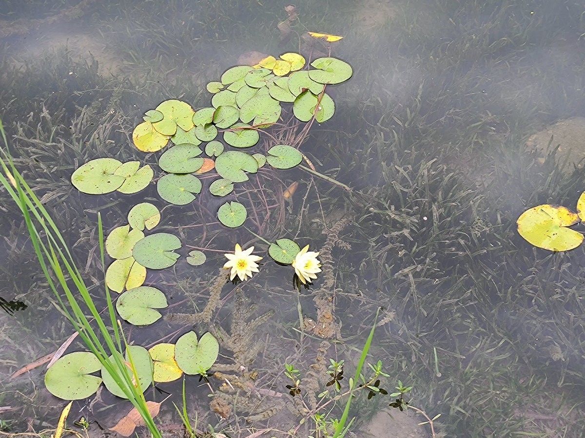 2024秋 江汉行（6）美丽的湖泊-- 洪湖