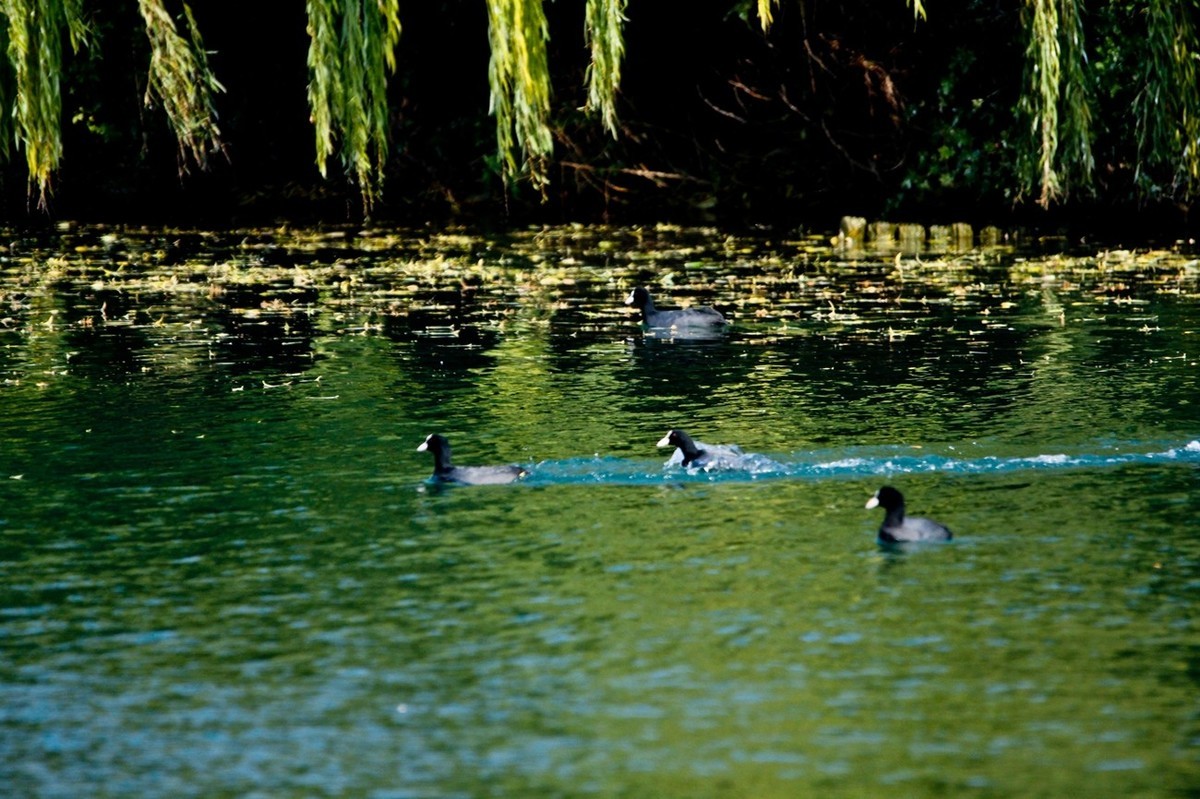 初冬——欢腾的黑水鸡（二）