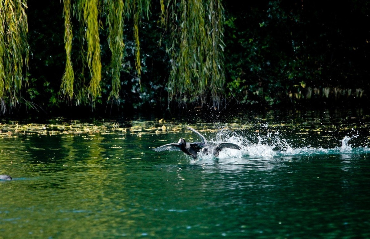 初冬——欢腾的黑水鸡（二）