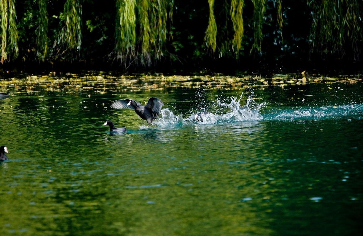 初冬——欢腾的黑水鸡（二）