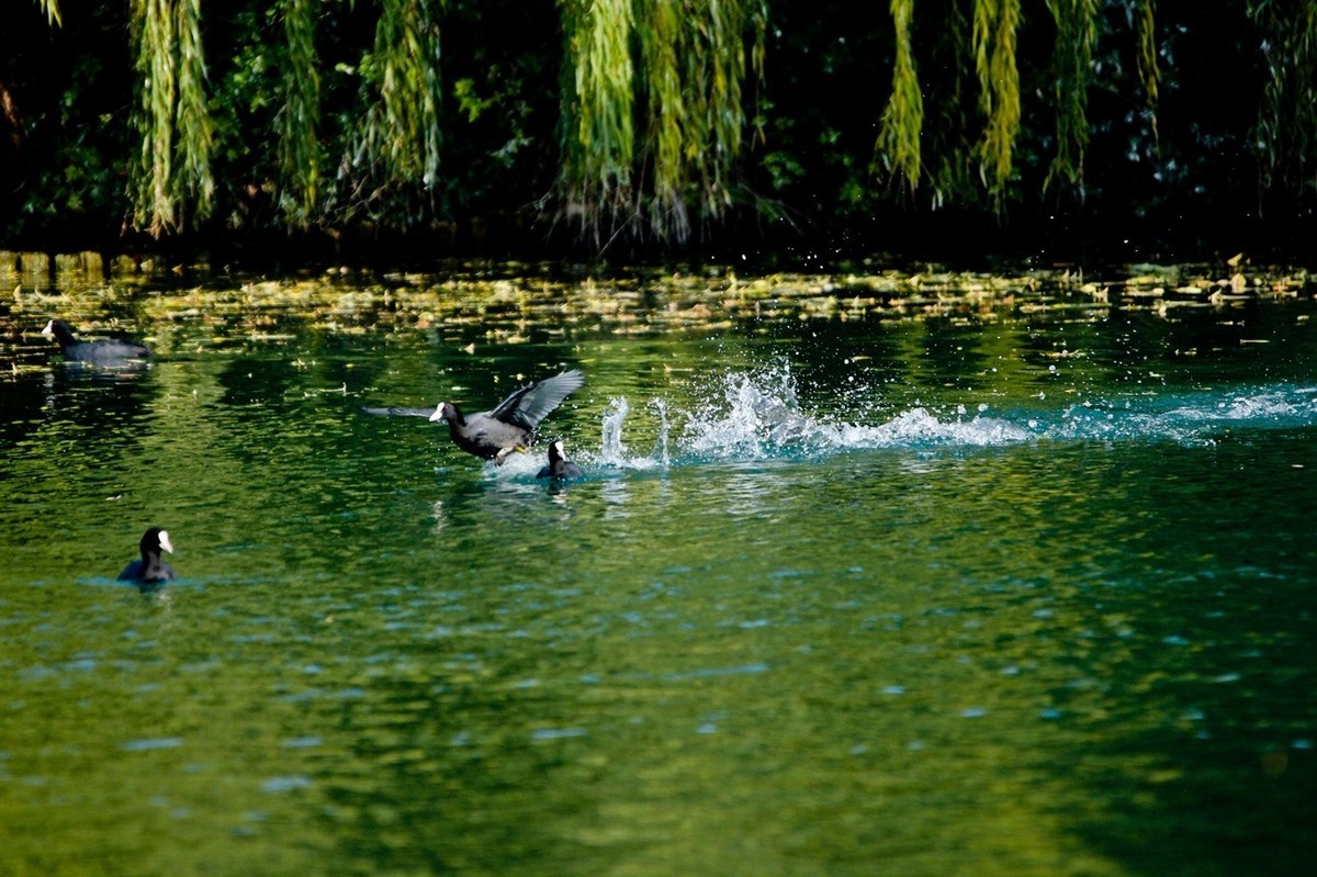 初冬——欢腾的黑水鸡（二）