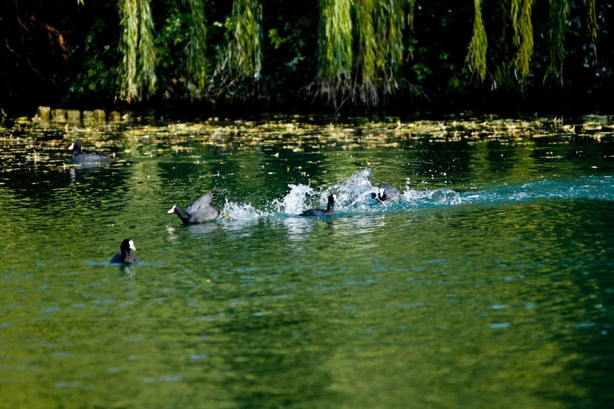 初冬——欢腾的黑水鸡（二）