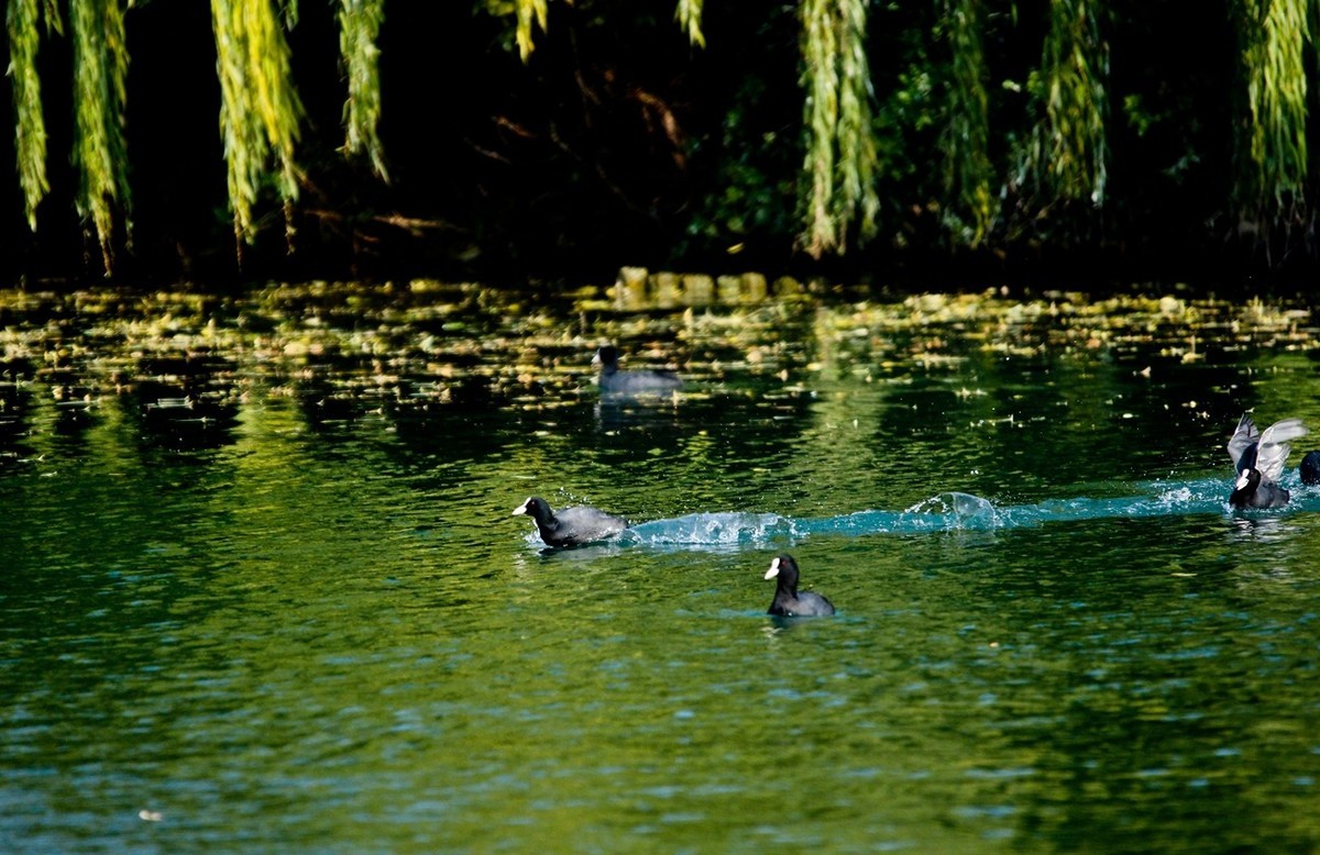 初冬——欢腾的黑水鸡（二）