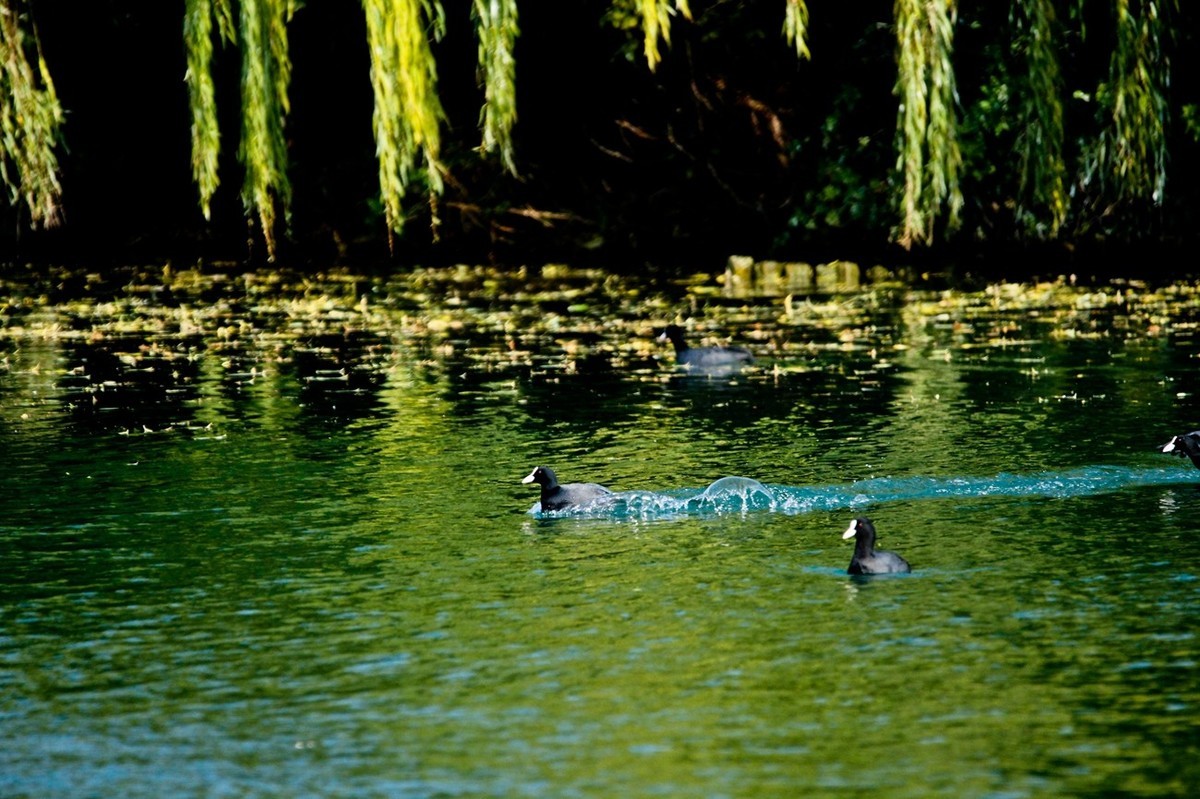初冬——欢腾的黑水鸡（二）