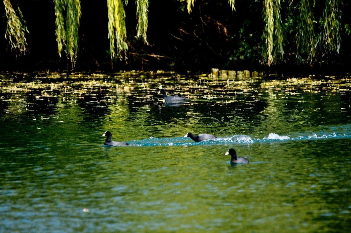 初冬——欢腾的黑水鸡（二）