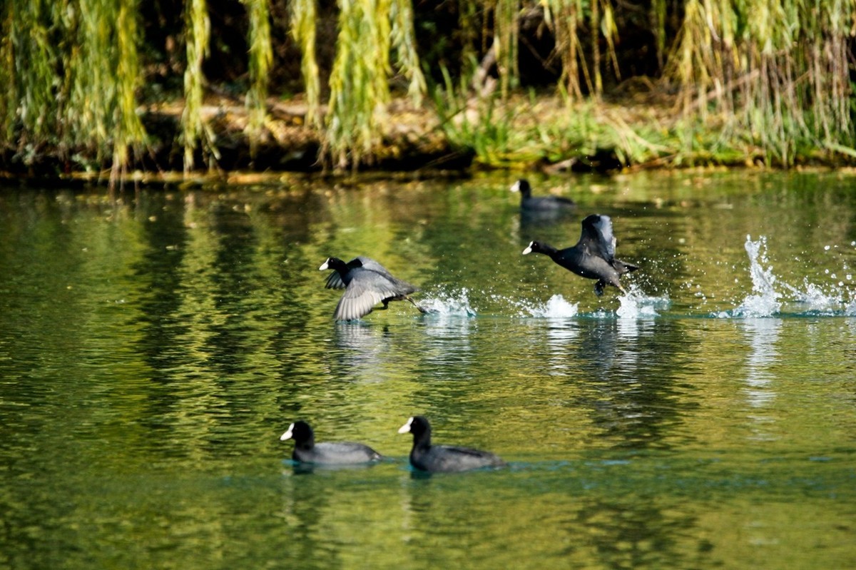 初冬——欢腾的黑水鸡（二）