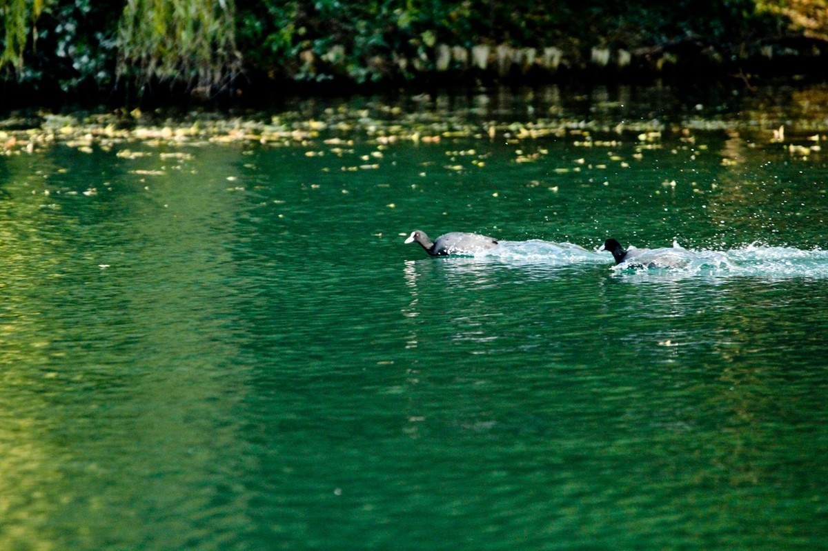 初冬——欢腾的黑水鸡（二）