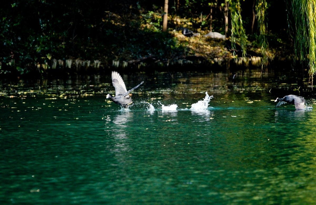 初冬——欢腾的黑水鸡（二）