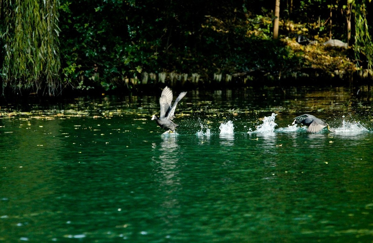 初冬——欢腾的黑水鸡（二）